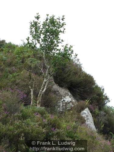 Slieve Dargan